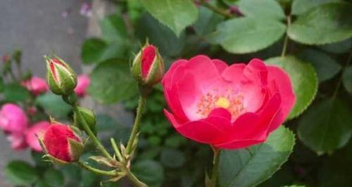 如何成功养殖蔷薇（关键步骤、技巧与注意事项）