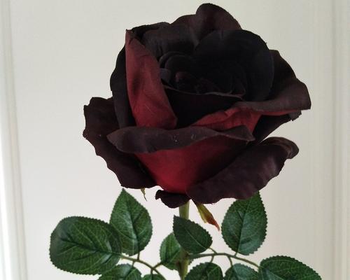 冷美人玫瑰的寓意（探索玫瑰花冷美人的深层寓意和象征意义）