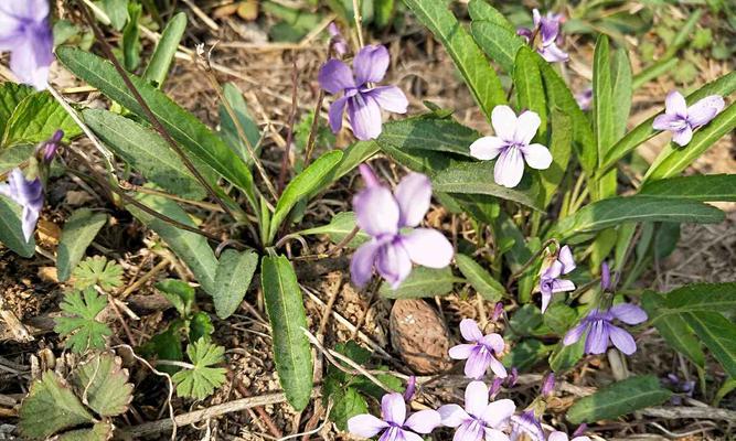 紫花地丁的开花特点（一年几次，如何栽培和繁殖）