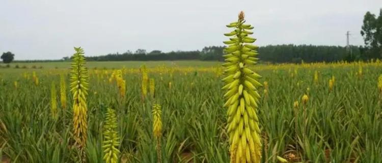 芦荟的花语和传说故事（瑞兽的守护与治愈——芦荟的神奇魔力）