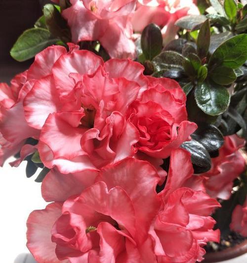 鸡冠杜鹃花——观赏与养护（欣赏绚丽的花朵，学习如何养护杜鹃）