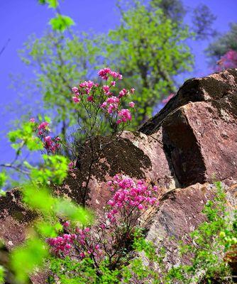 鸡冠杜鹃花——观赏与养护（欣赏绚丽的花朵，学习如何养护杜鹃）