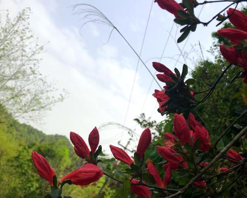 鸡冠杜鹃花——观赏与养护（欣赏绚丽的花朵，学习如何养护杜鹃）