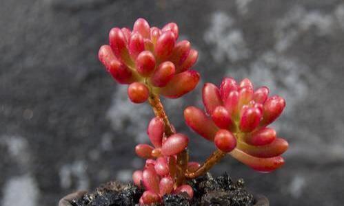 多肉植物品种大全（介绍多种多肉植物的特点、养护技巧及适应环境）