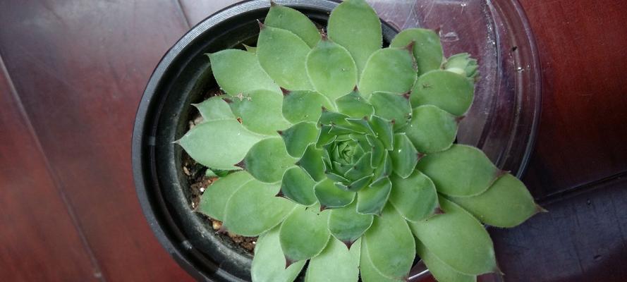 多肉植物品种大全（介绍多种多肉植物的特点、养护技巧及适应环境）