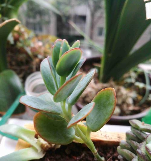 多肉植物品种大全（介绍多种多肉植物的特点、养护技巧及适应环境）