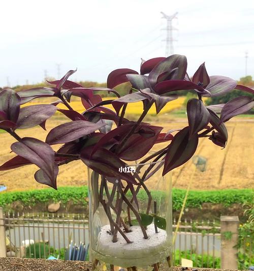 紫叶吊竹水培全攻略（打造高颜值室内装饰植物，尝试水培吧！）