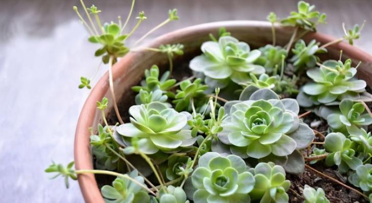 多肉植物的养护指南（新手也能轻松成为多肉植物达人）