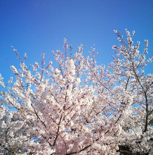 日本的国花——樱花（欣赏日本国花，感受樱花文化）