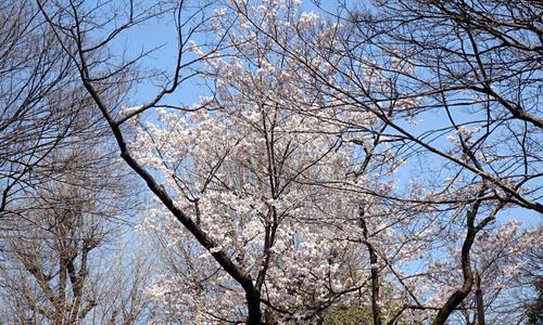 日本的国花——樱花（欣赏日本国花，感受樱花文化）