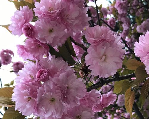 日本的国花——樱花（欣赏日本国花，感受樱花文化）
