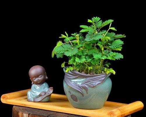 打造含羞草的繁花盛景（含羞草的养护方法和技巧）