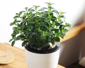 观叶植物，室内绿色佳品（如何选择与养护、打造室内绿色世界）
