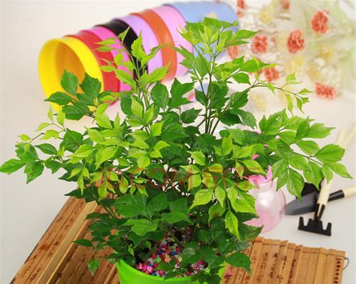 观叶植物，室内绿色佳品（如何选择与养护、打造室内绿色世界）