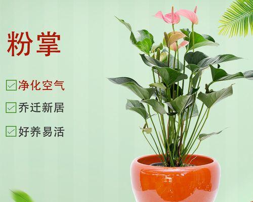 搬家送花草，祝福新家如意（送什么花和植物？如何挑选？如何搭配？）