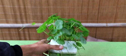 铜钱草冬天养护指南（了解铜钱草的“怕冷”本质，让你轻松应对冬季养护）