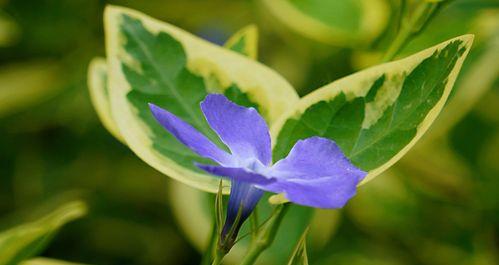 蔓长春花（绽放在岁月长河中的芬芳与希望）