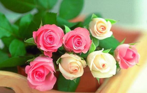 玫瑰花的花语与象征（解读玫瑰花的深刻内涵，了解不同颜色和数量的花朵所代表的含义）