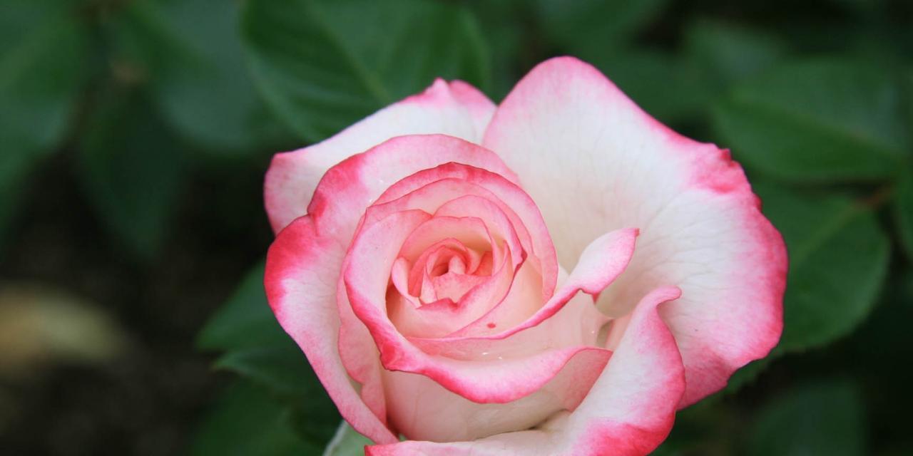 玫瑰的环境功效——提升空气质量的奇妙花朵（玫瑰花的吸附能力与净化空气效果）