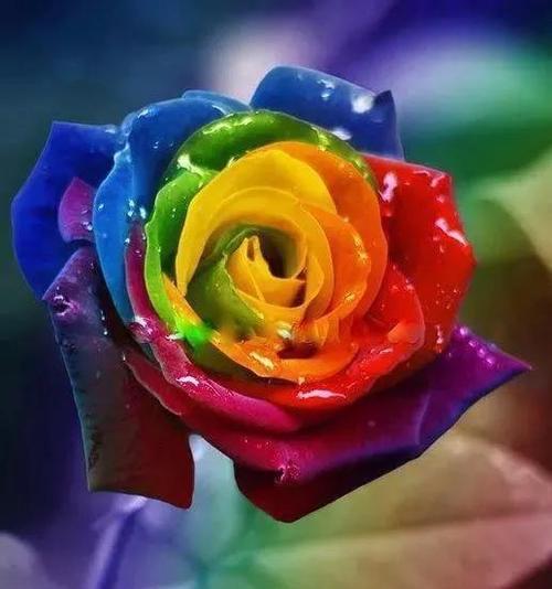 玫瑰花的花语之不同颜色的意义（揭秘玫瑰花不同颜色的含义及象征）