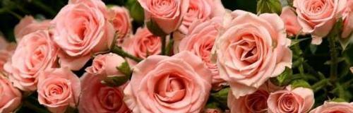 玫瑰花的花期（解读玫瑰花的花期与生长周期，探寻花朵开放的秘密）