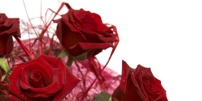 探寻玫瑰花的品种和含义（玫瑰花的世界）
