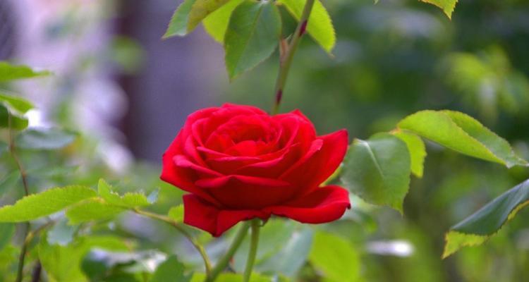 玫瑰花的花语和寓意（探索玫瑰花的神秘花语，解读不同颜色的含义）