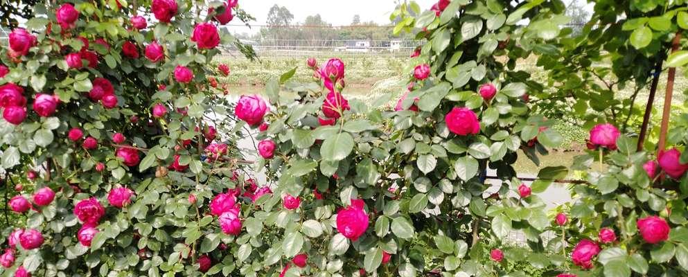 玫瑰花样的植物——追寻美的芬芳世界（探索自然奇迹，玫瑰花型的多样性与美丽共鸣）