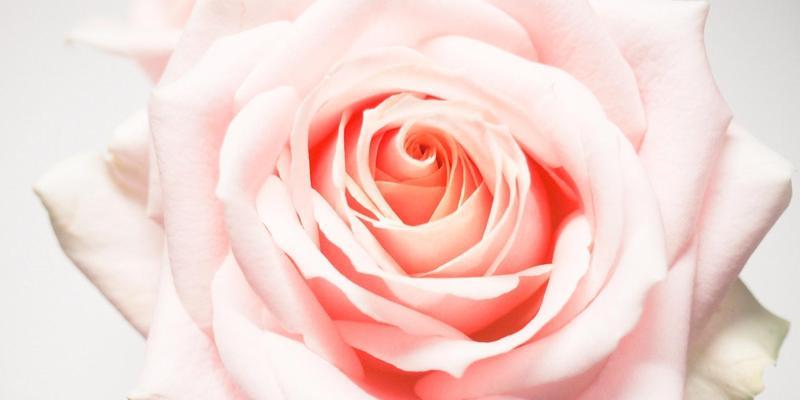 玫瑰花语的意义与传承（探索玫瑰花语的起源、种类与表达方式）
