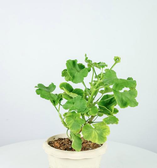 天竺葵叶子为何发黄干枯？（探寻天竺葵叶子黄化的原因及治疗方法）
