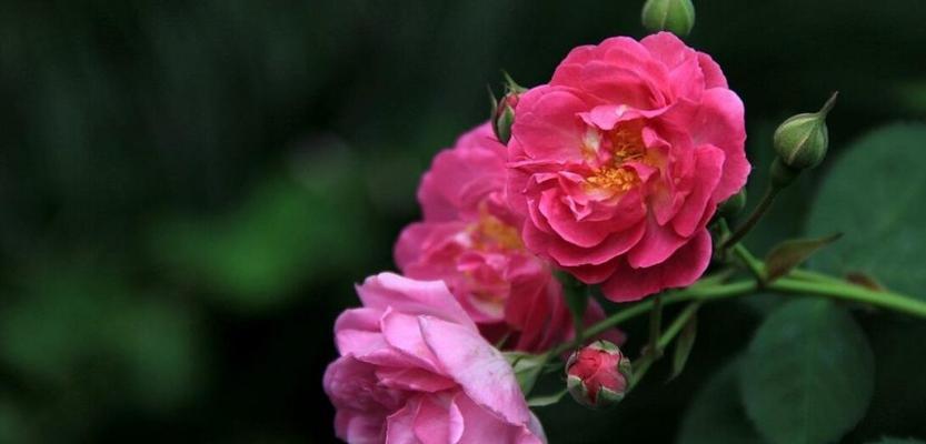 蔷薇花的养殖方法（如何种植、管理和修剪蔷薇花）