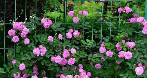 蔷薇花的养殖方法（如何种植、管理和修剪蔷薇花）