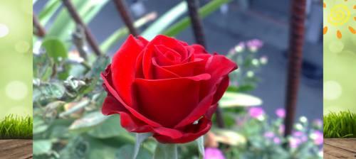 玫瑰的西方象征意义（传递爱情与美丽的花朵）