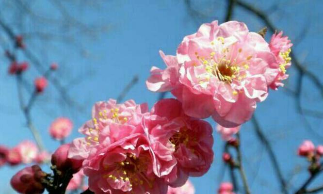 梅花花语（用梅花的花语赋予生活以力量和美丽）