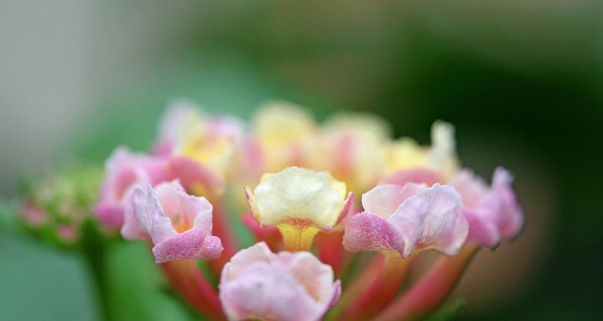 梅花花语——坚强与希望（寒冬中的生命之美）