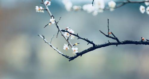 梅花花语——坚强与希望（寒冬中的生命之美）