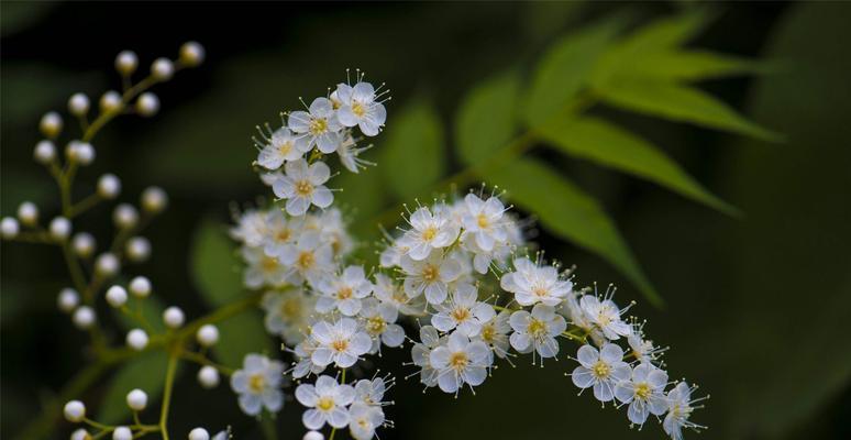 梅花花语——坚强与希望（寒冬中的生命之美）