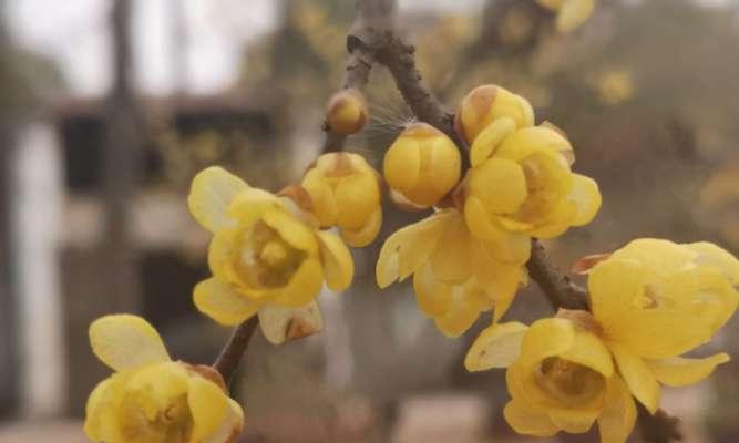 梅花花语的美丽寓意（探索梅花的深意，解读梅花的花语）