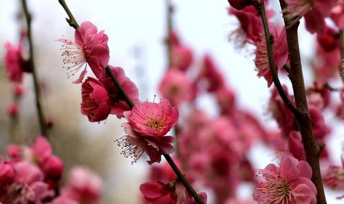 梅花花语的美丽寓意（探索梅花的深意，解读梅花的花语）