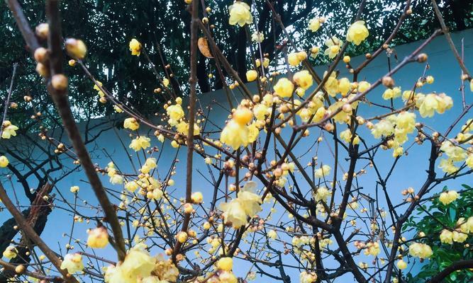 梅花花语的美丽寓意（探索梅花的深意，解读梅花的花语）