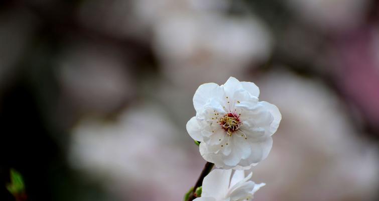 梅花之美（以梅花先花后叶寓意为主题的探索与赏析）