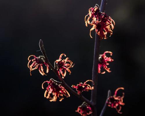 梅花之美（以梅花先花后叶寓意为主题的探索与赏析）