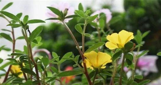 梅花摘心的含义与象征（探究梅花摘心在文化中的重要意义）
