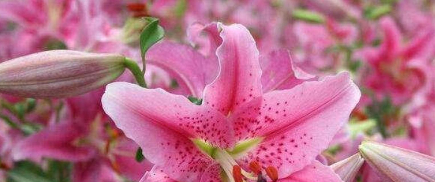 水培百合花的养殖方法与技巧（百合花的生长要素及注意事项）