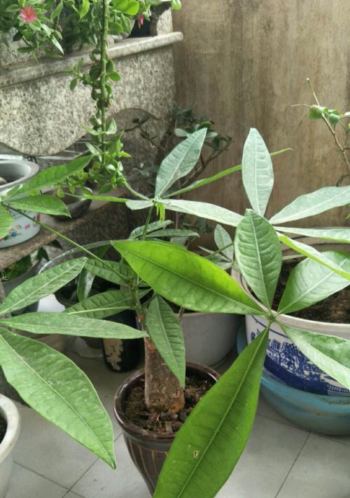 发财树修剪的技巧（如何使你的发财树茁壮成长）