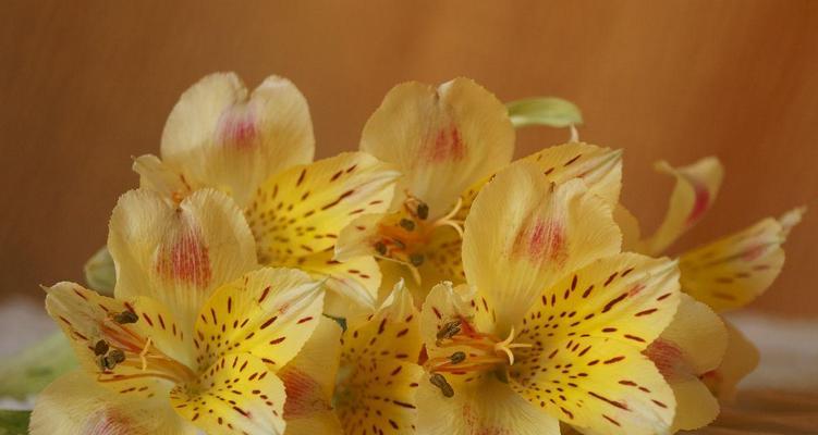 秘鲁百合花语与心灵的交汇（秘鲁百合花语解读与传递的情感和力量）