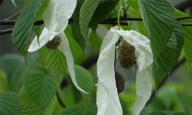 植物界中的活化石（追寻生命史上的奇迹）