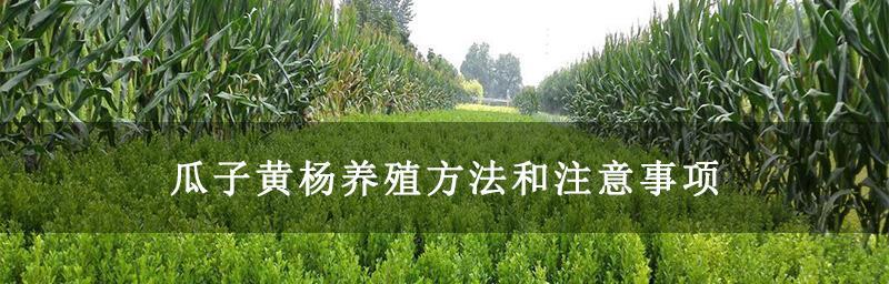 瓜子黄杨的养殖方法和注意事项（打造美丽庭院的神器）