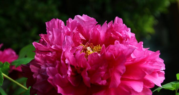 牡丹花开花时间及观赏技巧（掌握牡丹花的开花规律，观赏美丽的牡丹花）