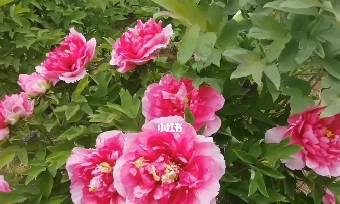 牡丹花（以牡丹花开寓意为主题的艺术与文化传承）